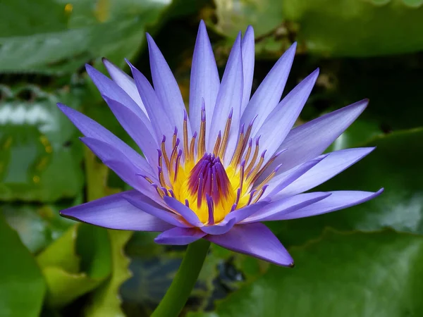 Cerca Flores Lirio Agua Flor Loto — Foto de Stock