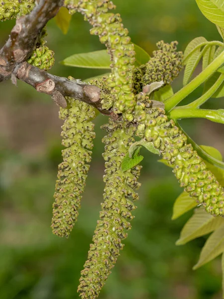 Beautiful Flowering Walnut Tree Early Spring Selective Focus — 图库照片