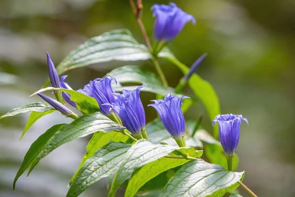 Enzian Gentiana Asclepiadea Ist Ein Mittelgroßes Blau Blühendes Bergkraut — Stockfoto