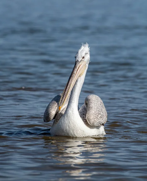 Dalmatian Curly Pelican Pelecanus Crispus World Largest Fresh Water Bird — Stock Photo, Image