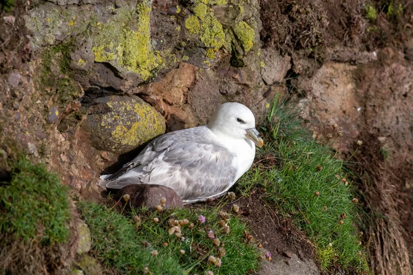 Fulmar Fulmarus Glacialis Animales Salvajes Escocia — Foto de Stock