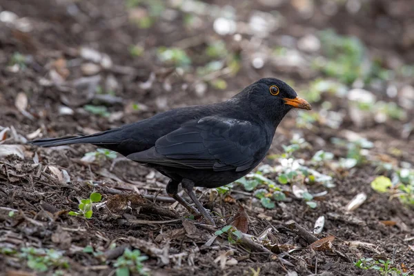 Mężczyzna Blackbird Turdus Merula Siedzi Drzewie Eleagnus Angustifolia — Zdjęcie stockowe