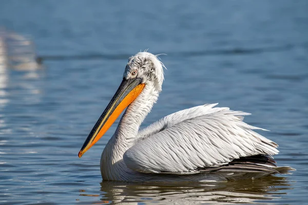 Dalmaçyalı kıvırcık pelikan (Pelecanus crispus) dünyanın en büyük tatlı su kuşu