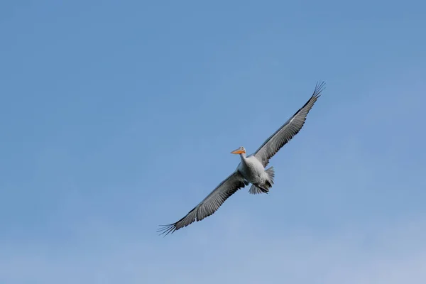 Pelicano Encaracolado Dálmata Pelecanus Crispus Maior Pássaro Água Doce Mundo — Fotografia de Stock