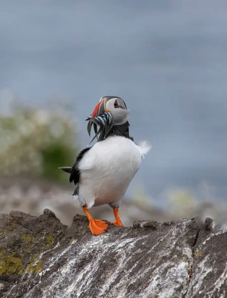 Atlantic Puffin Fratercula Arctica Standing Cliff Isle May — Fotografia de Stock