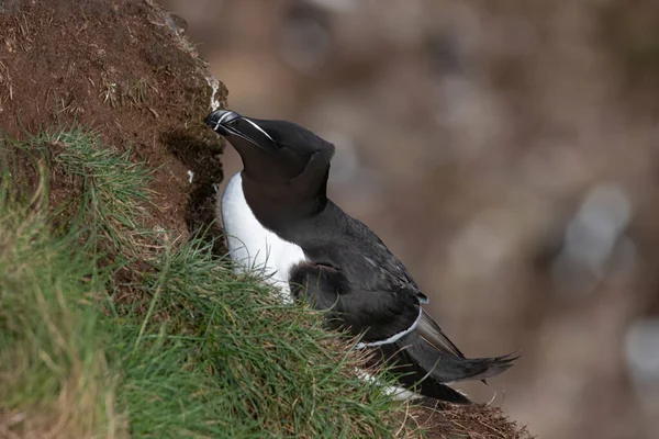 İskoçya 'da kayalıklara tünemiş Razorbills (Alca Torda)