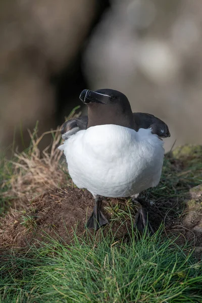 Razorbills Alca Torda Perched Rocks Scotland — Stockfoto