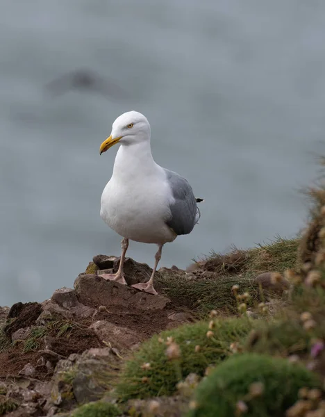 Close View European Herring Gull Larus Argentatus — стоковое фото