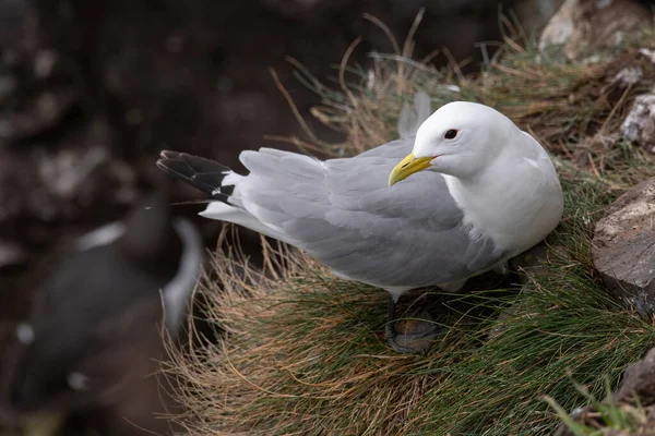 Kittiwake Rissa Tridactyla Nas Falésias Ilha Maio — Fotografia de Stock