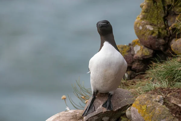 Razorbills Alca Torda Empoleirado Nas Rochas Escócia — Fotografia de Stock