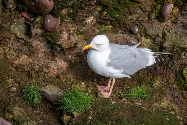 Vista Perto Gaivota Arenque Europeia Larus Argentatus — Fotografia de Stock