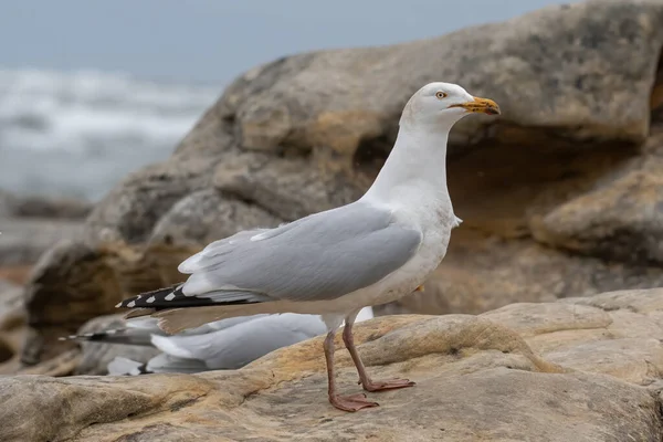 Vue Rapprochée Goéland Argenté Larus Argentatus — Photo