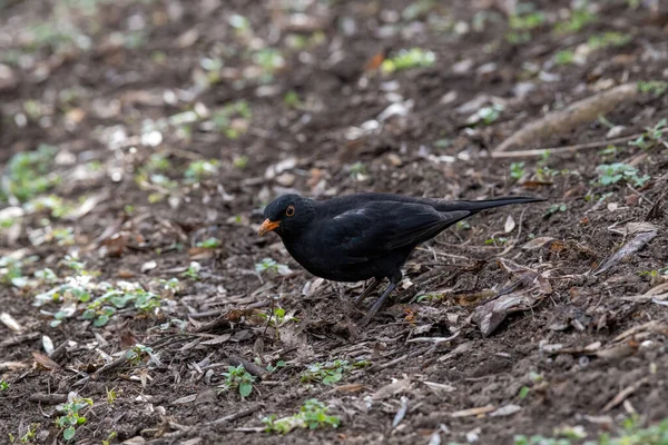 Mężczyzna Blackbird Turdus Merula Siedzi Drzewie Eleagnus Angustifolia — Zdjęcie stockowe