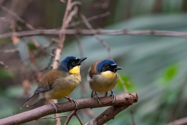Small Songbird Indigenous Jiangxi China Now Critically Endangered Wild — стокове фото