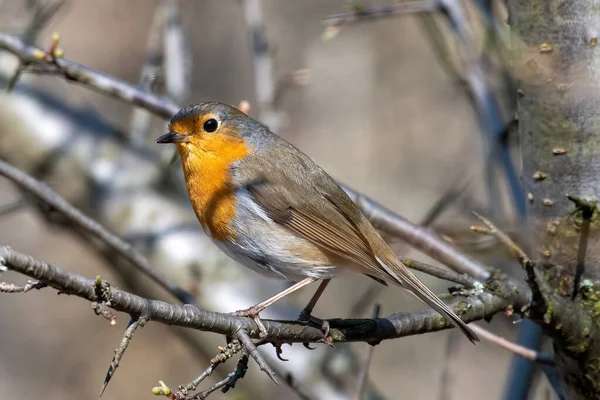 European Robin Erithacus Rubecula Tree Branch Garden — Stock Photo, Image