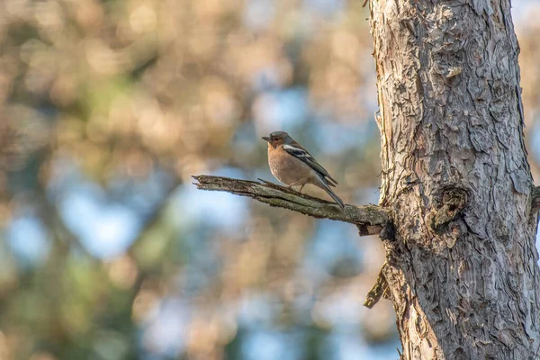 Pinzón Común Fringilla Coelebs Reproduce Gran Parte Europa Través Asia — Foto de Stock