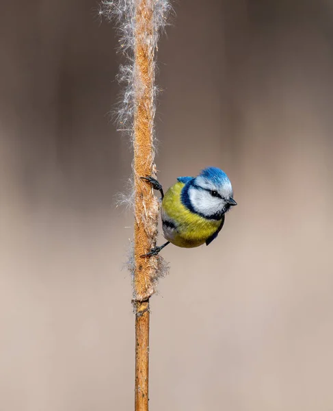 Cute Blue Tit Cyanistes Caeruleus Pássaro Cor Azul Amarelo Sentado — Fotografia de Stock