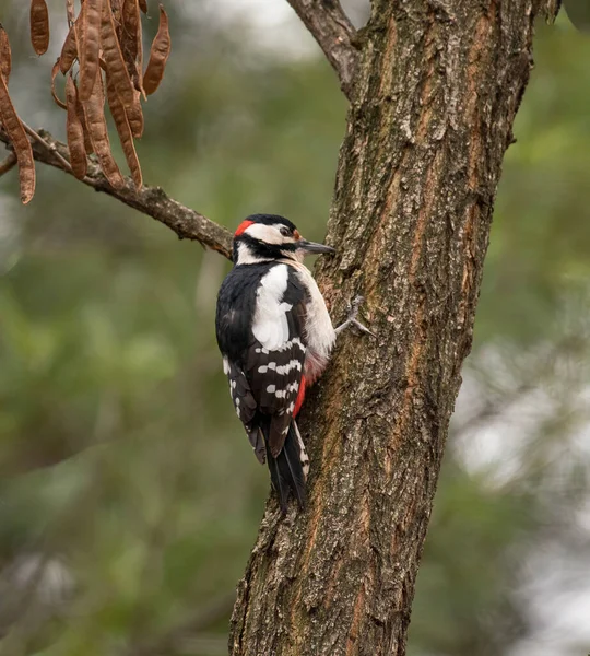 Büyük benekli ağaçkakan (Dendrocopos major) kayın gövdesine tünemiş