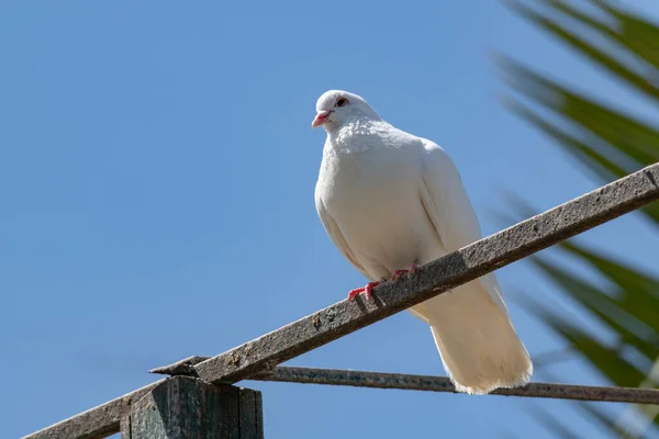 Білий Голуб Красивий Голуб Крупним Планом Міські Птахи — стокове фото
