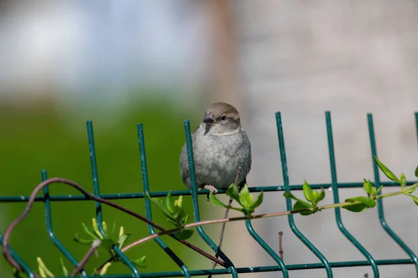 Beautiful Little Sparrow Bird Natural Background Generally Sparrows Small Plump — Stock Photo, Image