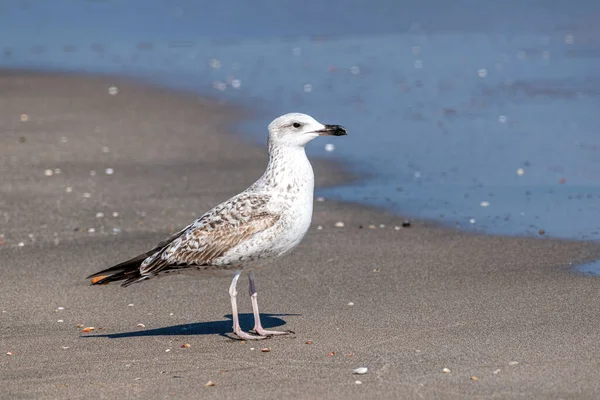 Portrait Goéland Pattes Jaunes Larus Michahellis Oiseau Milieu Naturel — Photo