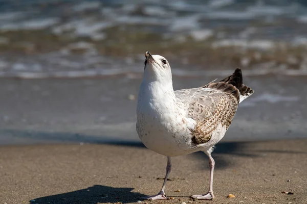 Portrait Goéland Pattes Jaunes Larus Michahellis Oiseau Milieu Naturel — Photo