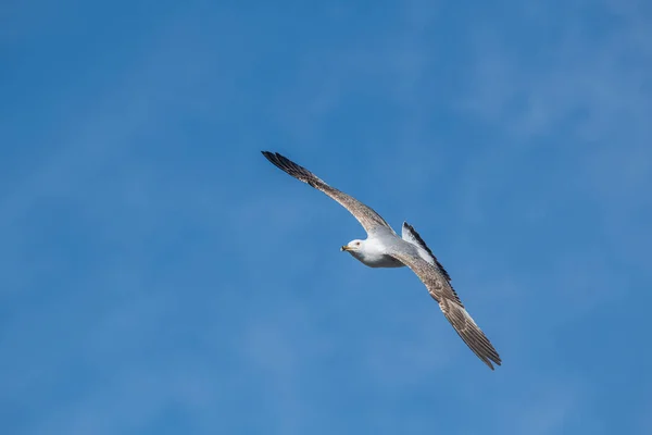 Retrato Detalhado Gaivota Pernas Amarelas Larus Michahellis — Fotografia de Stock