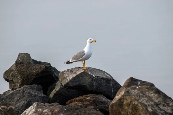 Portrait Yellow Legged Gull Larus Michahellis Bird Natural Environment — стоковое фото