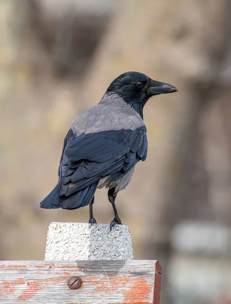 Close Portrait Hooded Crow Corvus Cornix — Fotografia de Stock