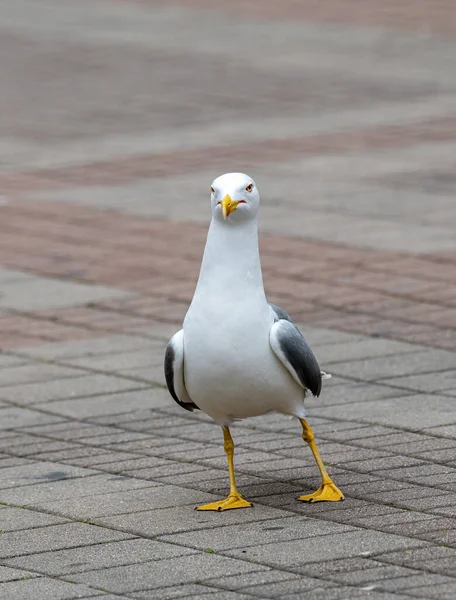 Doğal Ortamda Sarı Bacaklı Martı Larus Michahellis Portresi — Stok fotoğraf