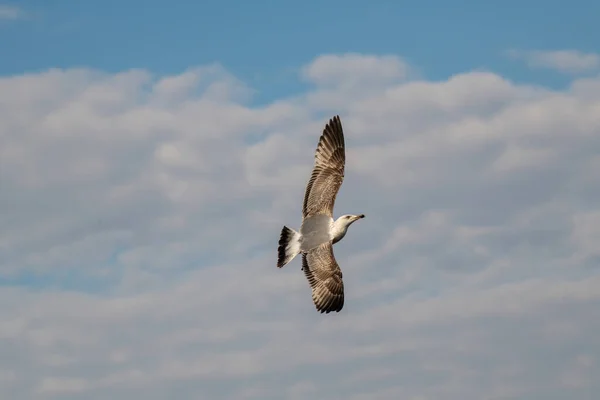 Portrait Goéland Pattes Jaunes Larus Michahellis Oiseau Milieu Naturel — Photo