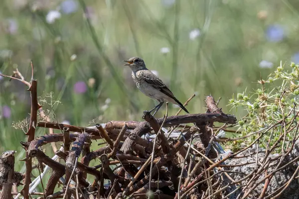 Wheatear Nord Assis Sur Une Branche Sur Beau Fond Oenanthe — Photo