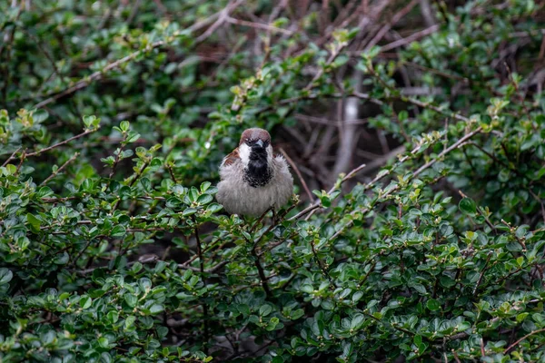 Beautiful Little Sparrow Bird Natural Background Generally Sparrows Small Plump — Fotografia de Stock
