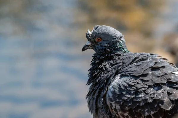 Feral Pigeon Wet Bedraggled Feathers — Fotografia de Stock