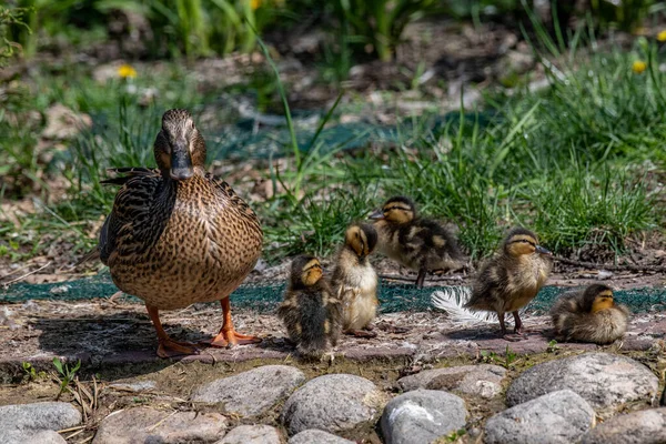 Ducklings Basking Sun Pond Note Selective Focus — Foto Stock