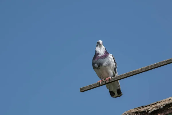 Large Bird Genus Columba Comprises Group Medium Large Stout Bodied — стокове фото