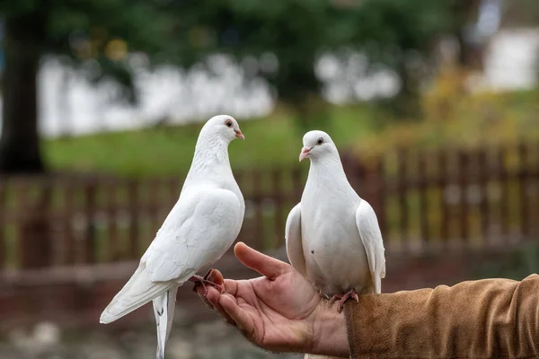 White Pigeon Dove Eating Seed Person Hand — Fotografia de Stock