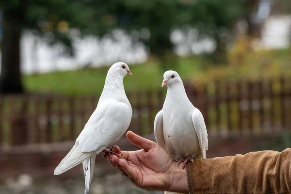 White Pigeon Dove Eating Seed Person Hand — стокове фото