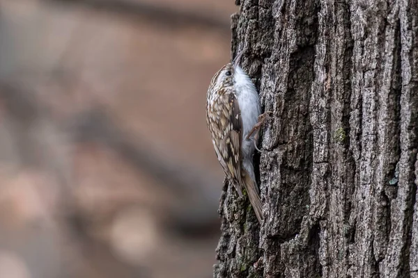 Ağaç Bekçisi (Certhia tanıdık) bir ağaç gövdesine tünemiş yiyecek arıyor