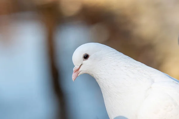 Duży Rodzaj Ptaków Columba Składa Się Grupy Średnich Dużych Gołębi — Zdjęcie stockowe