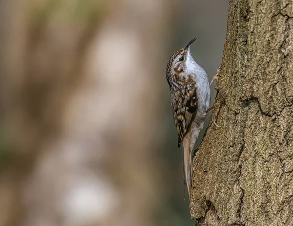 Ağaç Bekçisi (Certhia tanıdık) bir ağaç gövdesine tünemiş yiyecek arıyor