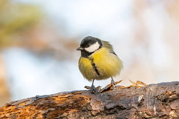 Cute Great Tit Parus Major Bird Yellow Black Color Sitting — ストック写真