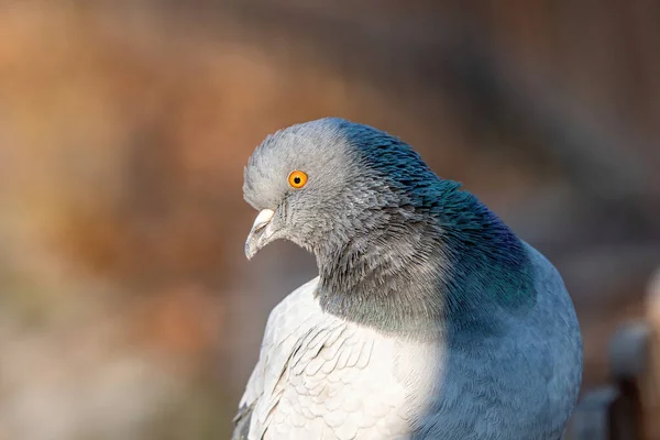 Large Bird Genus Columba Comprises Group Medium Large Stout Bodied — стокове фото