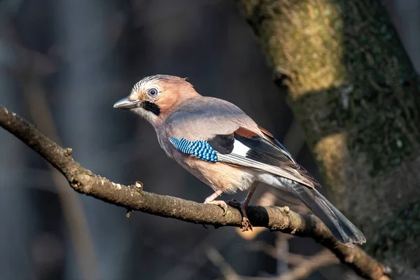 Porträt Des Stehenden Eichelhäher Garrulus Glandarius Vogel Der Krähenfamilie — Stockfoto