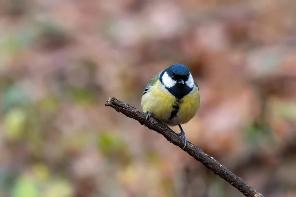 Cute Great Tit Parus Major Bird Yellow Black Color Sitting — Stockfoto
