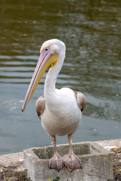 Όμορφη Ροζ Πελεκάνος Pelecanus Onocrotalus Σπάνια Είδη Πουλιών — Φωτογραφία Αρχείου