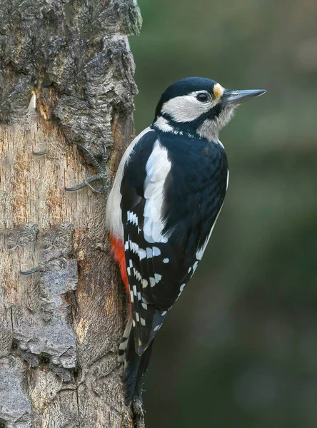 Büyük benekli ağaçkakan (Dendrocopos major) kayın gövdesine tünemiş