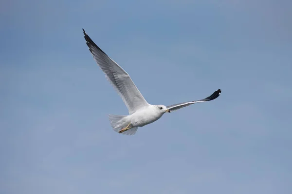 Portrait Détaillé Mouette Arménienne Volante Larus Armenicus — Photo