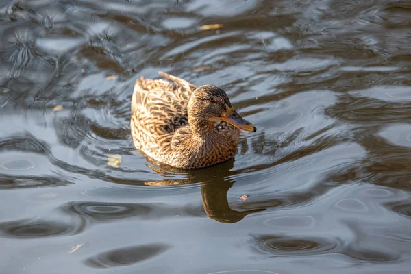 Birds Animals Wildlife Mallard Duck Anas Platyrhynchos — Stock Photo, Image