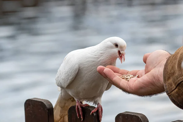 White Pigeon Dove Eating Seed Person Hand — стокове фото